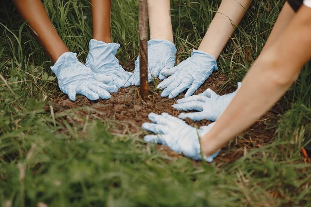three volunteers planting a tree to reduce carbon footprint