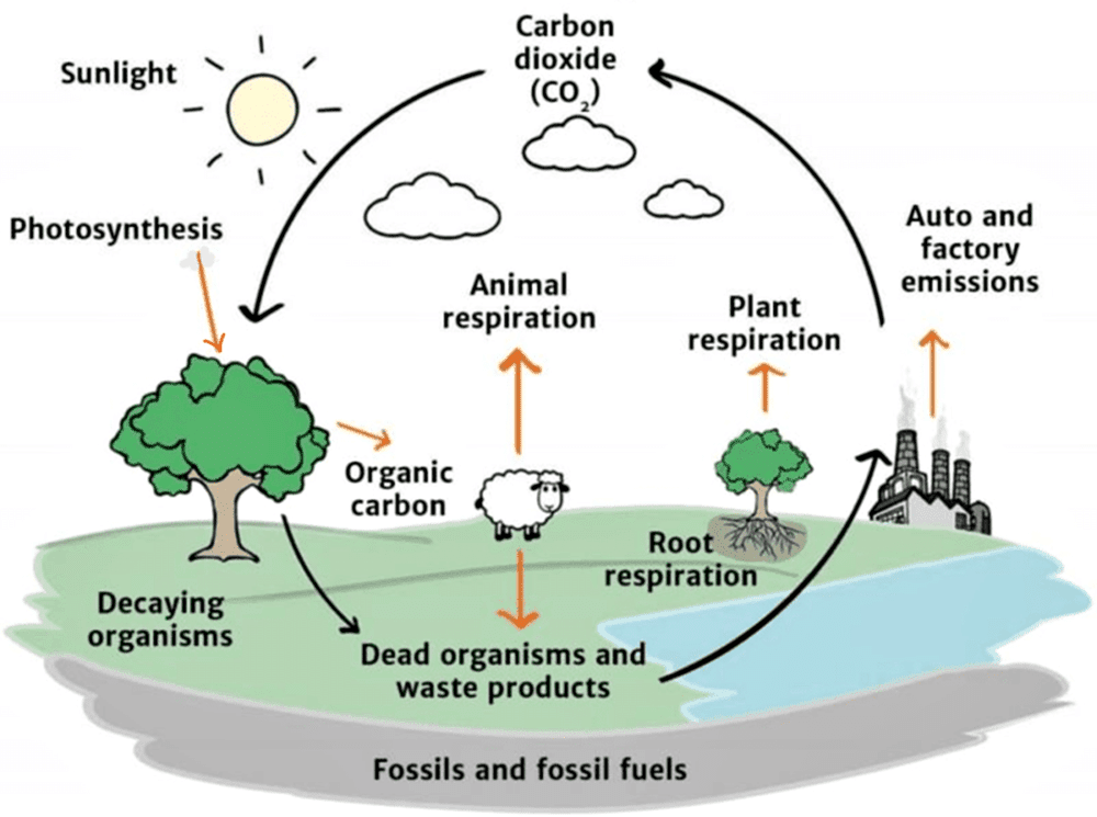 Colorful carbon cycle infographic demonstration, of how deforestation affects the carbon cycle