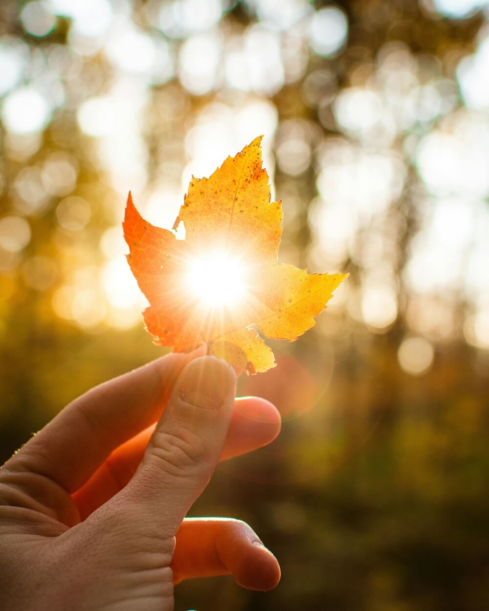 A hand holds up a single vibrant orange maple leaf, with the sun shining brightly through its center