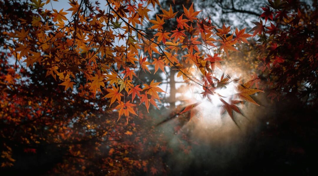 Golden sunlight filters through brilliant autumn leaves, reminiscent of the warm light often enjoyed with sunglasses in autumn